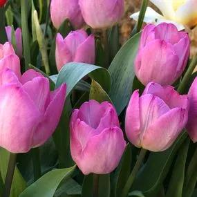 Pink Impression Tulip (Tulipa darwinii 'Pink Impression') Img 5